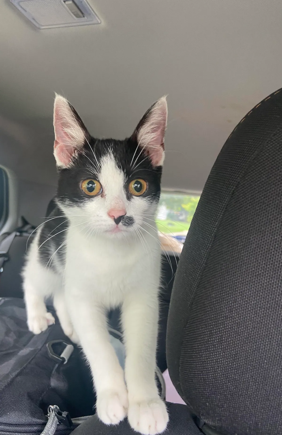 I was driving home from work and found this little sweetheart in the middle of a busy street dodging cars. She’s very thin, not chipped, has a bunch of fleas and a bad ear infection. I just dropped 400 bucks at the vet so I think she’s mine now. What shall I call her?