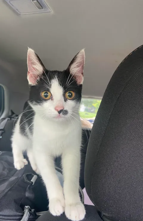 I was driving home from work and found this little sweetheart in the middle of a busy street dodging cars. She’s very thin, not chipped, has a bunch of fleas and a bad ear infection. I just dropped 400 bucks at the vet so I think she’s mine now. What shall I call her?