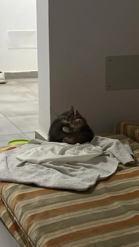 From the streets of Tunisia to the Alps, these two little rescued siblings finally found peace