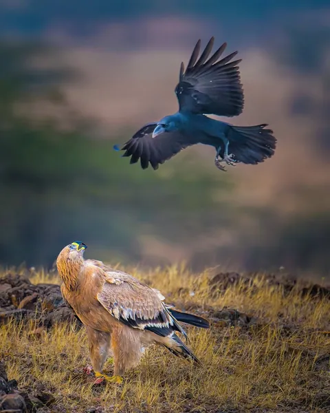 wildlife photography from the Indian wilderness