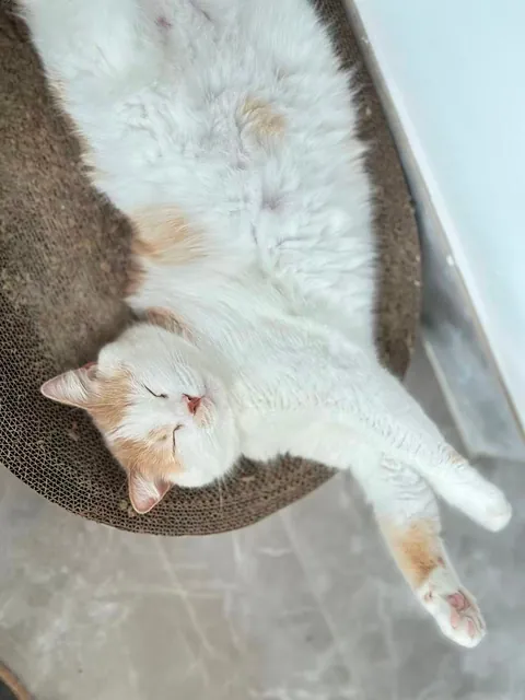 Send me the pictures of your cat 😻