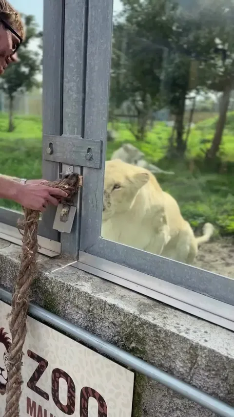 The Sheer Strength of a Lioness