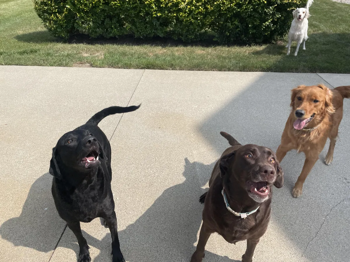 Did some dog sitting over the weekend. This took me a while but I managed to get all 4 of the girls in the same picture 