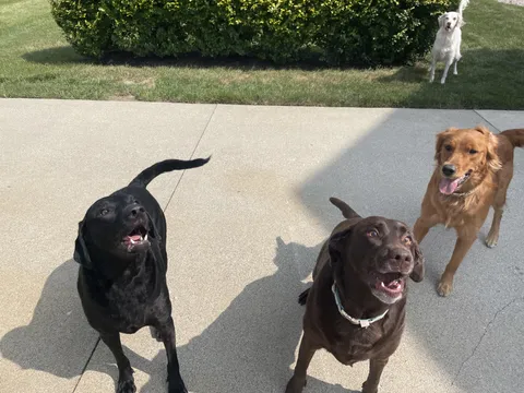 Did some dog sitting over the weekend. This took me a while but I managed to get all 4 of the girls in the same picture 