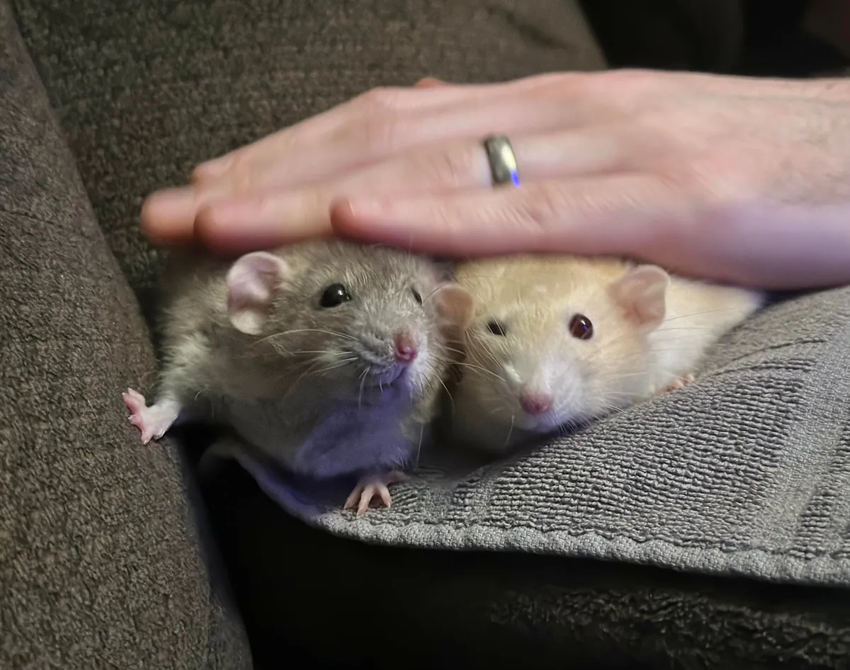 In Loving Memory of President Link 💔