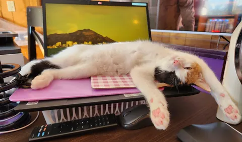 Introducing Baby Jessica