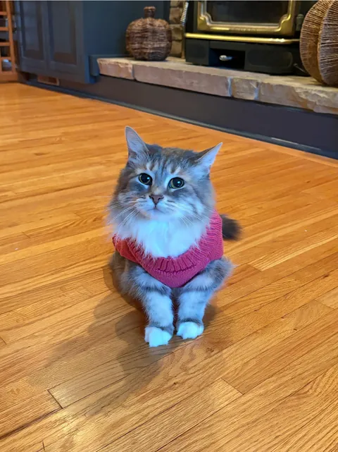 Sasha girl is getting surgery in the morning, please send positive thoughts her way 🙏