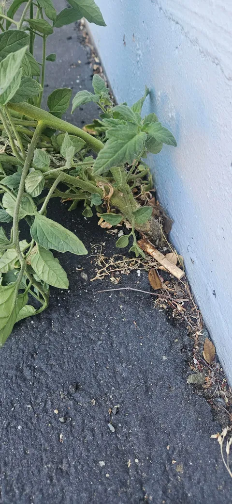 I thought someone ripped up a tomato plant and threw it in the parking lot.