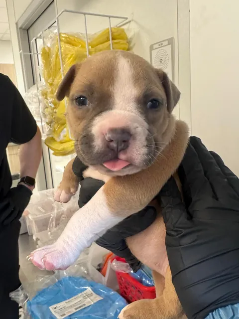 I am a shelter vet tech and met a kiddo named Oat