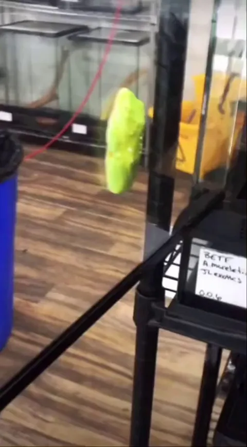 🔥 Black eyed tree frog 🐸