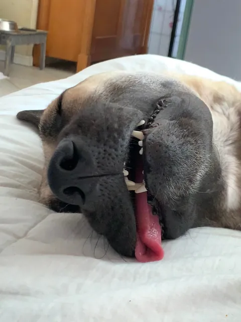 My derpy sleeping princess