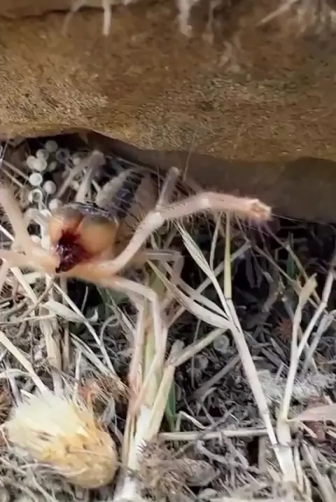 Camel Spiders scream when they are feeling threatened