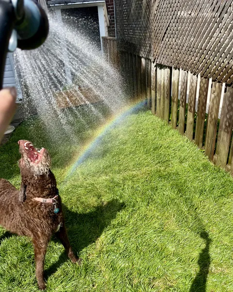 Tried to take a photo of a rainbow while watering the grass, and my dog wanted to be in the shot