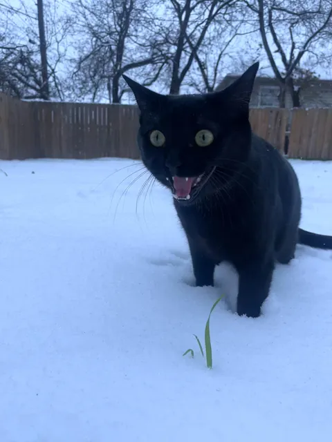 Frank’s first time seeing snow