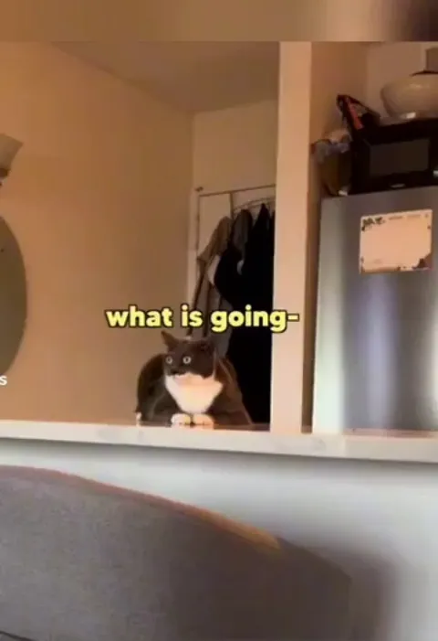 1 lick, 2 lick, demon....koce!