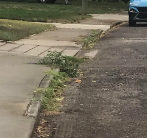Update: Taunting Sewer Tomato Plant still thriving despite drought conditions