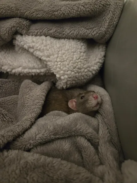 Jimily and his 3hours long naps on the couch! (Of course in his favorite blanket)