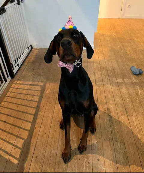 My fav funny pics of my two dogs Athena and Aurora