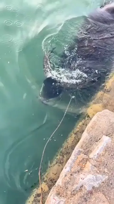 First time seeing one in water