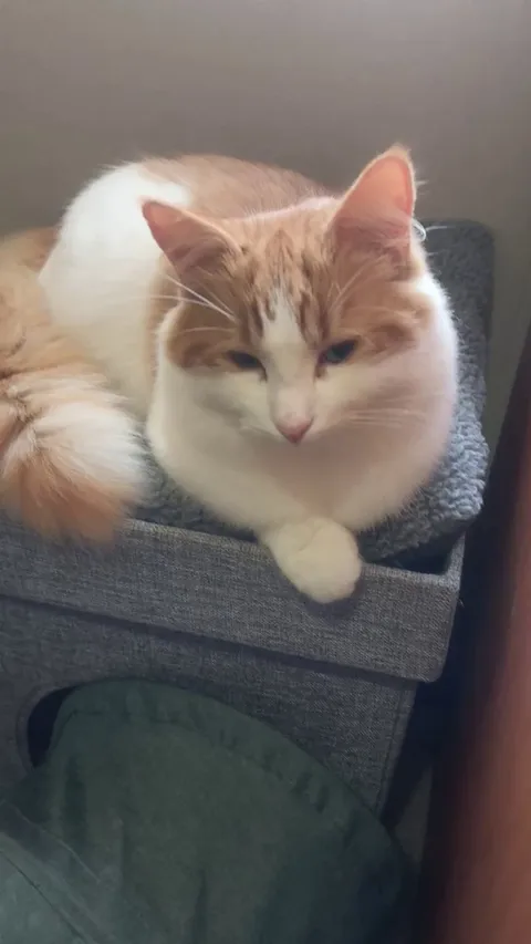 Update - Adopted stray cat 3-4months later