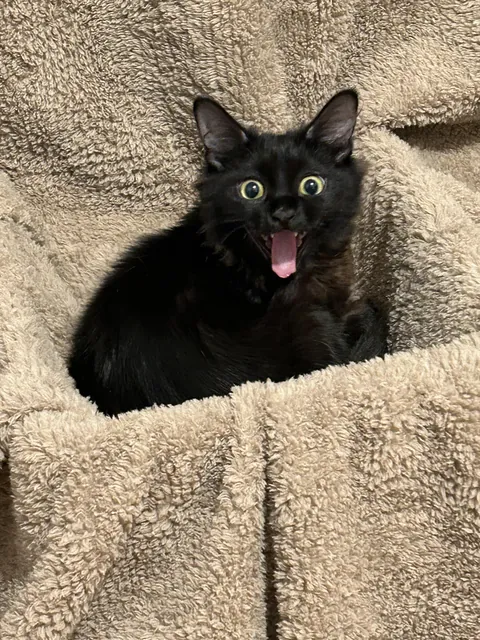 How dare you enter my lair! Blah!