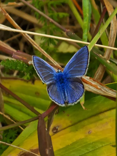 🔥 Common Blue Butterfly UK