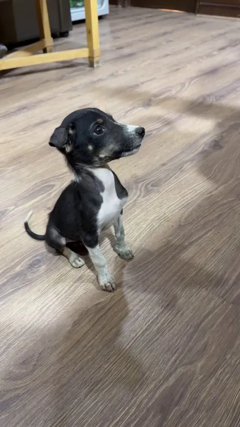 We rescued this tiny puppy from a street and I can’t get over how cute she is (and that smile omg ❤️)