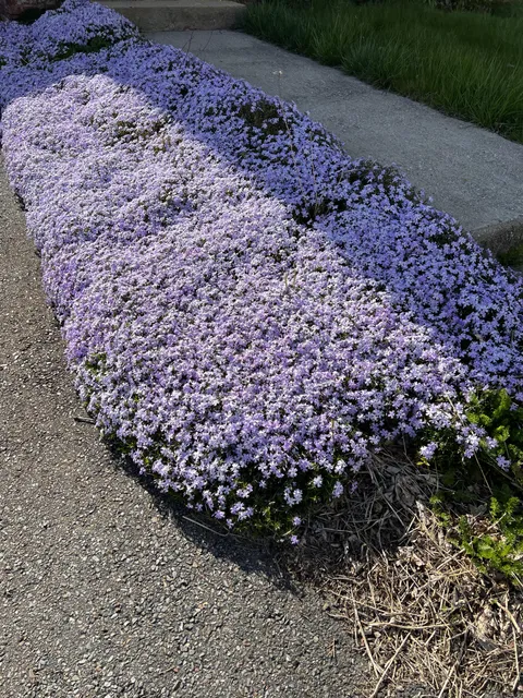 My wife would like to plant these but we have no idea what they are called. It’s more a bush as they seem connected.