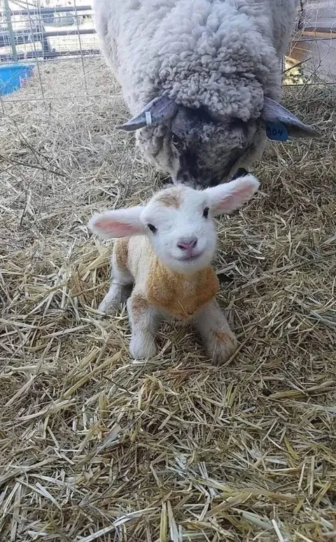 Mary had a little lamb