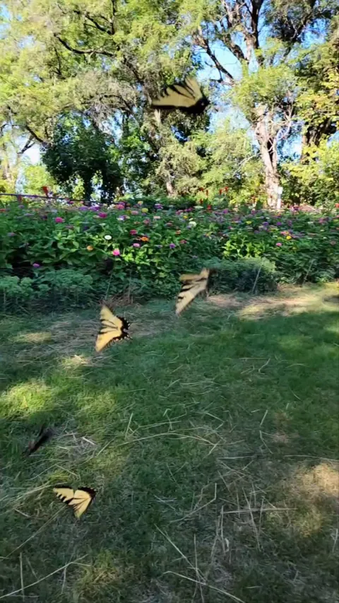 Was a bumper year for Swallowtails.