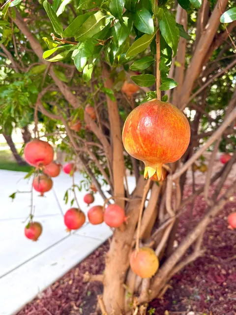 My pomegranates are coming in nicely; don’t they look like red glass ornaments up on a christmas tree? :)  (Zone 9b)