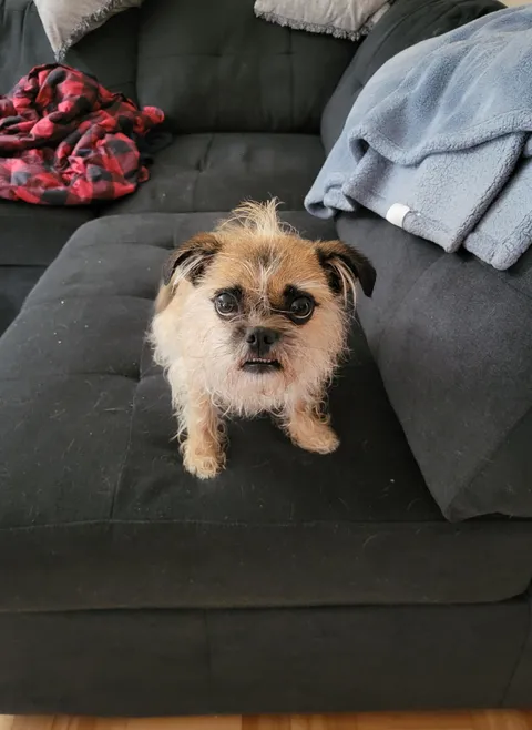 Just gave Mabel a bath. She didn't care for it, judging by look that I'm getting.