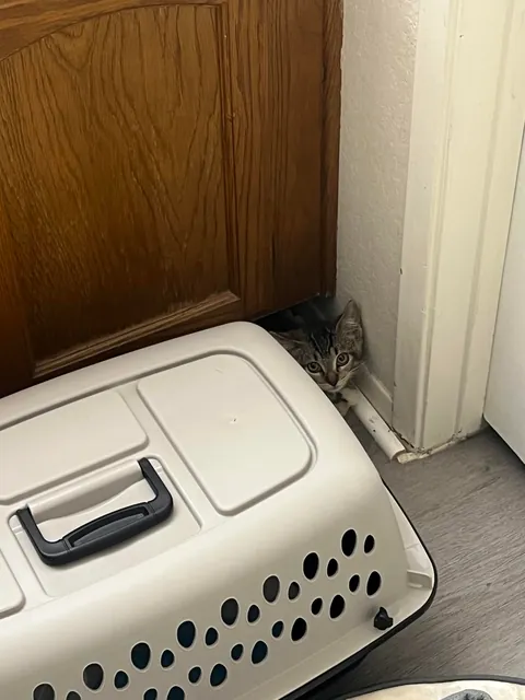 adopted a new child