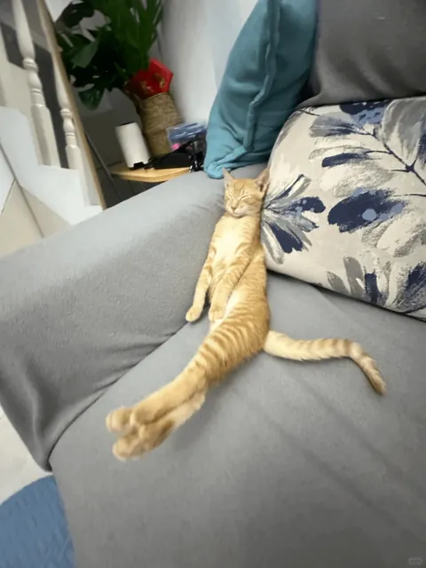 whose kitten sleep like this? 🤣