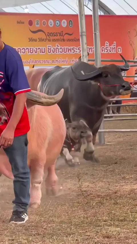That Time a Dwarf Buffalo Stole the Show in Thailand