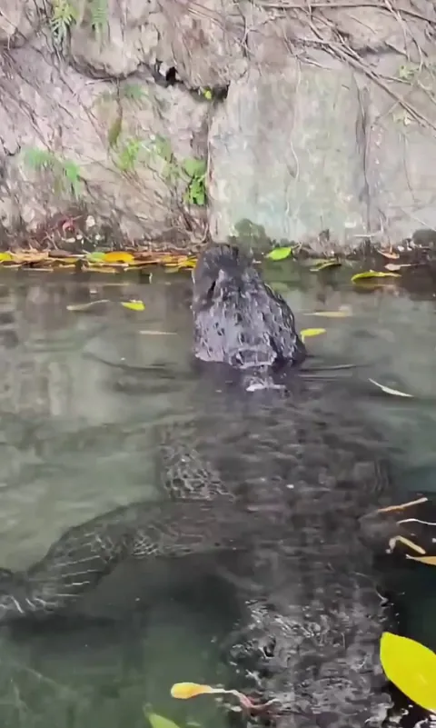 🔥 primordial sound of an Alligator bellow