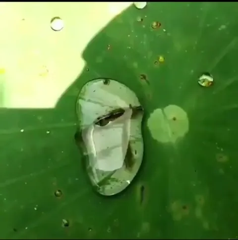 🔥 Shrimp using surface tension to make their way back to the water.