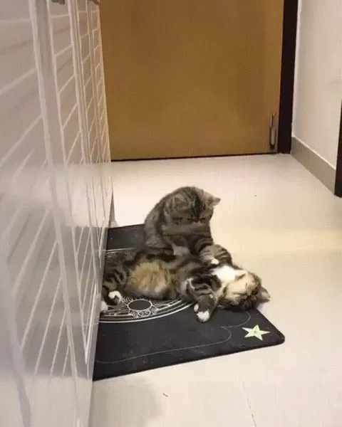 Giving his buddy a massage