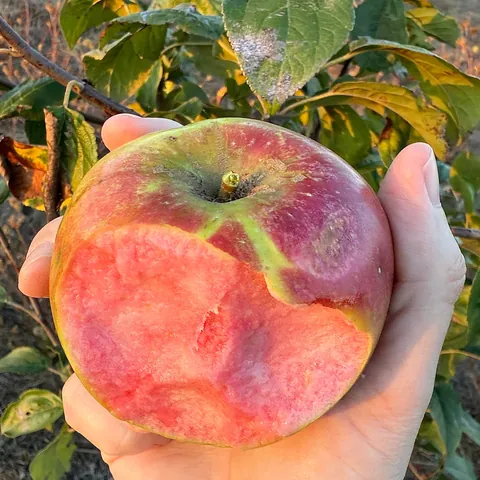 The most beautiful apples I’ve grown this year