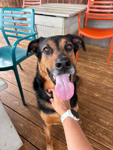 It’s Gary! My goofy, handsome, spoiled boy