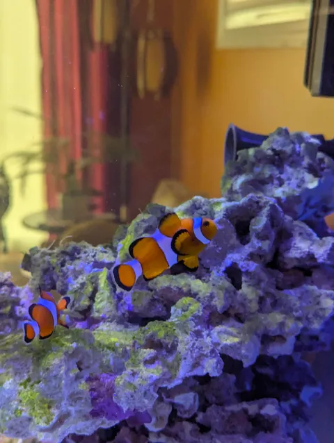 Mid Century-inspired room divider aquarium stand