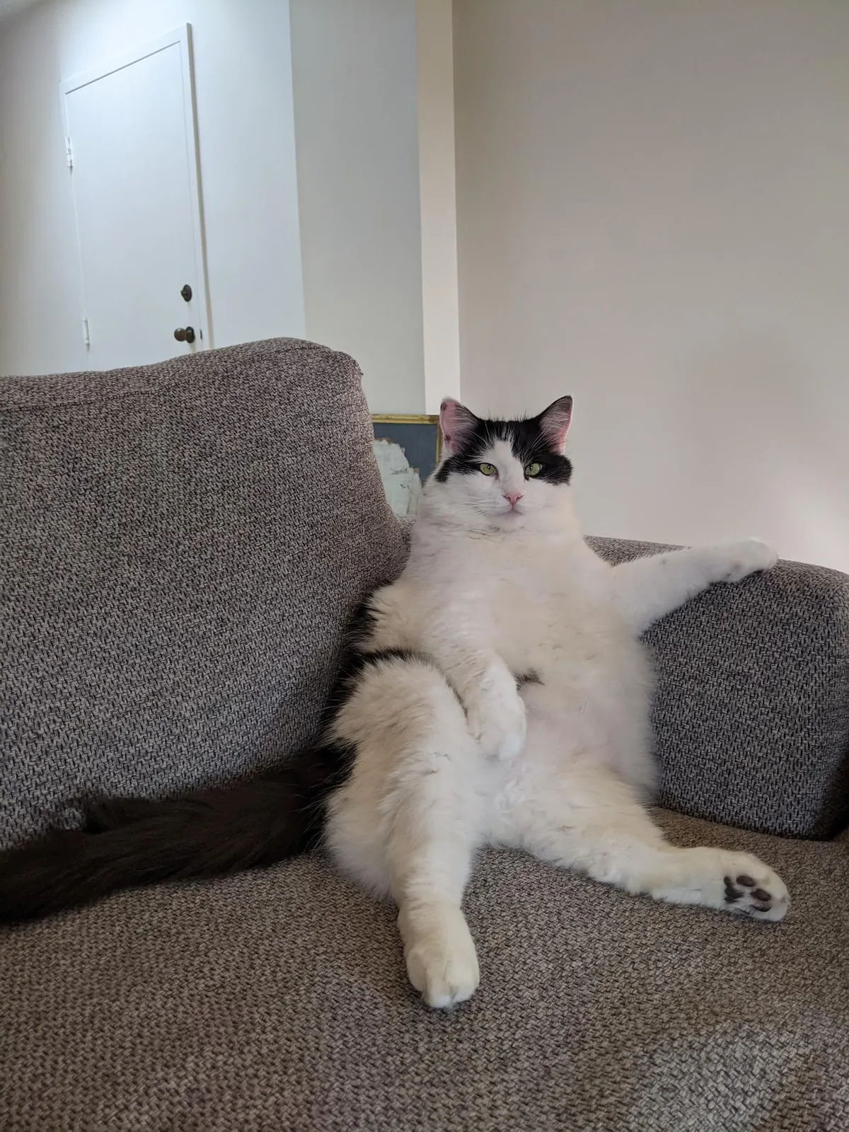 Just got a cat. Is this normal ?