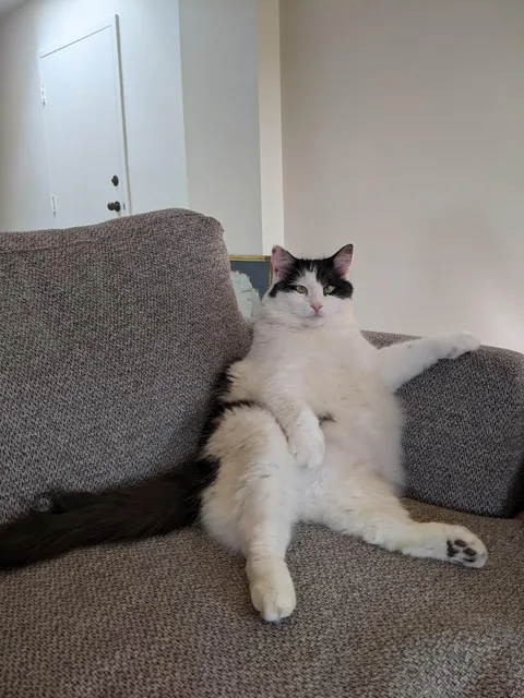 Just got a cat. Is this normal ?