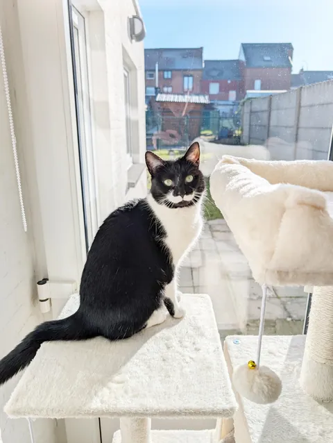 Meet Charlie, 2.5 years old, with the cutest milk moustache! We adopted her a month ago.