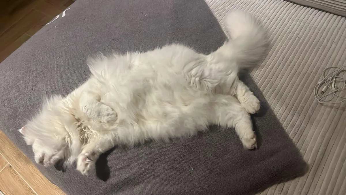 my sisters cat has survived her skin cancer!