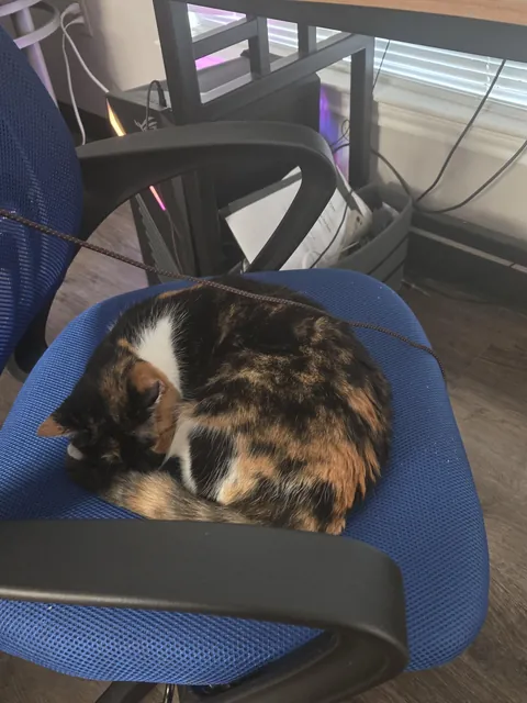 Do Y'all Actually Use Your Cat's Name?