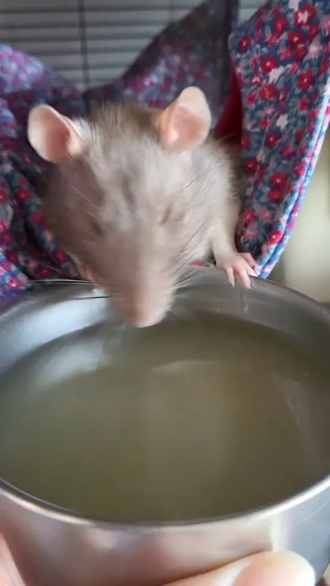 I gave my girls some watered down turkey broth for (Canadian) Thanksgiving