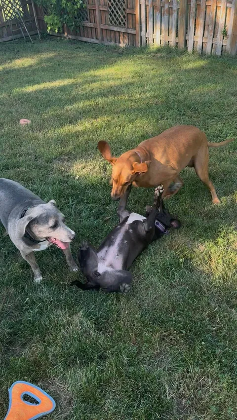 Last Waffles update for today. Cozy and calm after a big day.