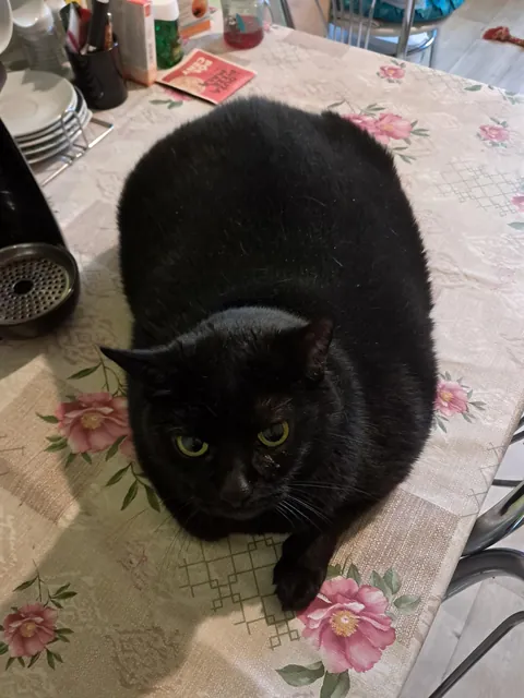 My family says I'm a bit chubby… I say I'm just extra fluffy 🐈‍⬛😅 What about you?