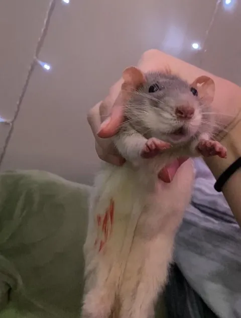 wolf eating some red chocolate on his last day